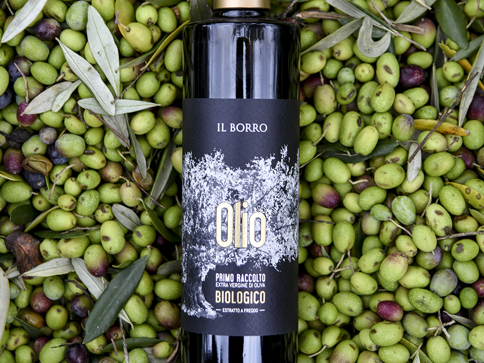 Primo raccolto de “Il Borro”, un olio extravergine di oliva biologico  toscano