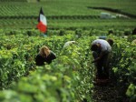 champagne-vendemmia-2018