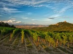 doc-orcia-vigne