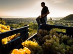 mt-etna_vineyards