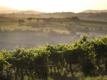 vigneto-verdicchio