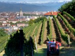 vendemmia-vigna-della-regina2