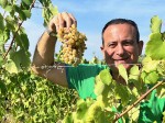 flavio-nuti-presidente-avcr-vendemmia