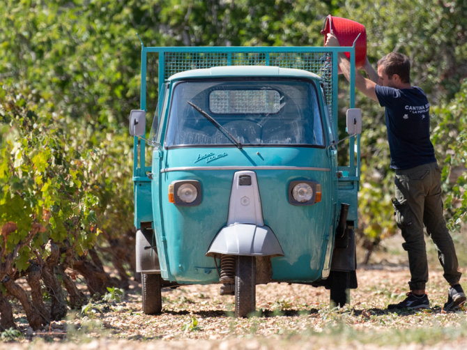 vendemmia-fantini-group